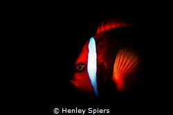 Dark Side of the Clownfish by Henley Spiers 
